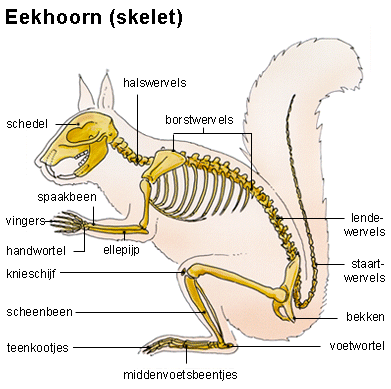 eekhoorn skelet