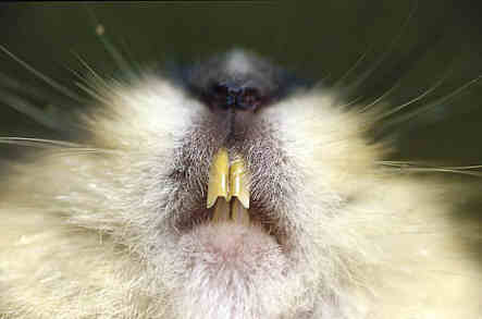 lemming tanden
