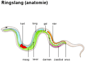 ringslang anatomie
