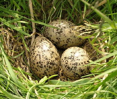 eieren in nest scholekster