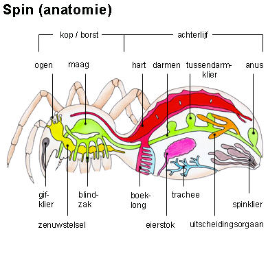 kruisspin anatomie