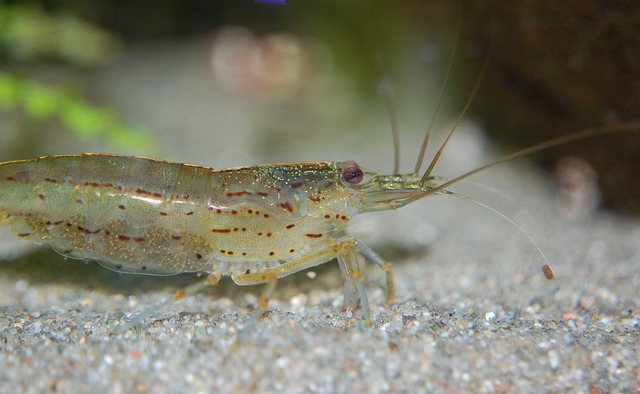garnaal in aquarium