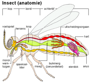 Insect anatomie