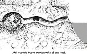 vogelbekdier nest