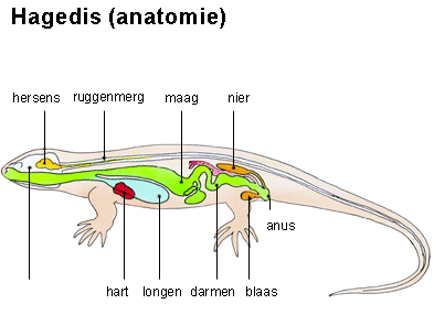 reptiel anatomie