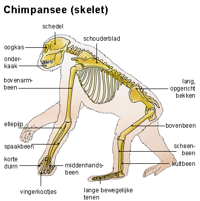 zoogdier skelet