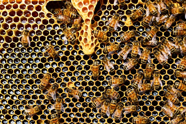 honingbijen honing maken
