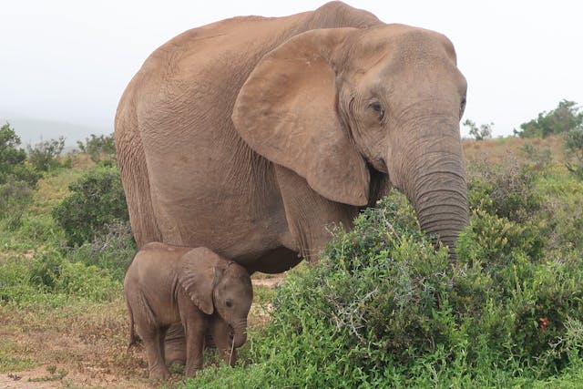 Aziatische olifant - Beesies - Alles over dieren