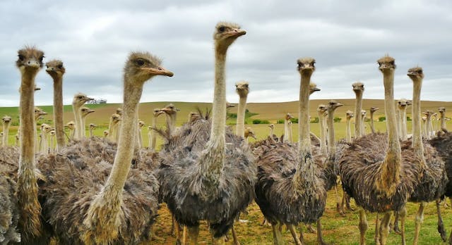 struisvogels in het gras